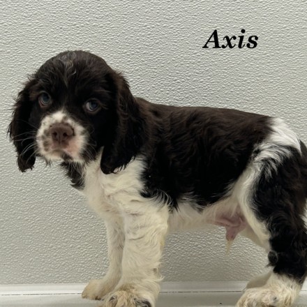 puppy, for, sale, Cocker Spaniel, Joe & Cherri  Overlease, dog, breeder, Miller, MO, dog-breeder, puppy-for-sale, forsale, nearby, find, puppyfind, locator, puppylocator, aca